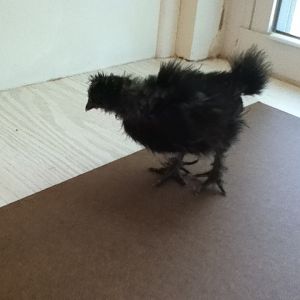 Persephone - Black Silkie - 3 1/2 weeks