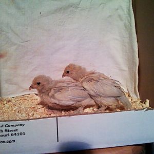 Porcelain d'Uccle chicks