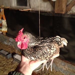 Porkchop aka Chopper- My other Sebright roo.  He and his brother, Bananas follow me around the yard like dogs.  Also, they hate toddlers.  If I was ever being brutally beaten  by a Preschool gang, these boys would save me!