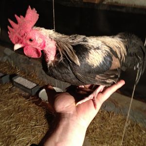 Pretty Boy Floyd, one of 2 SD OEGb roos I have left.  His favorite place in the world to be is perched on the top of my head-crowing!