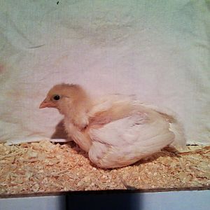 Cotton- She turned out to be a stunning, stark white EE.