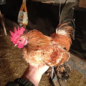 Uncle- One of my d'Uccle roos.  The Big Cheese of the coop!
