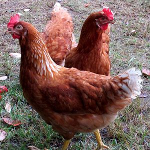 Push Me - Pull Me chickens - my three girls