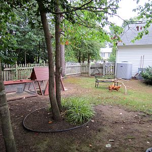 Part of my back yard fenced off for the girls to roam about under my supervision.