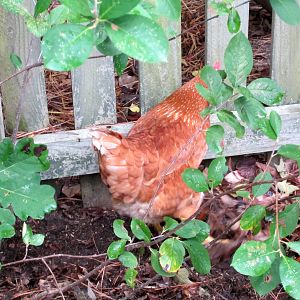 Rita looking for bugs.