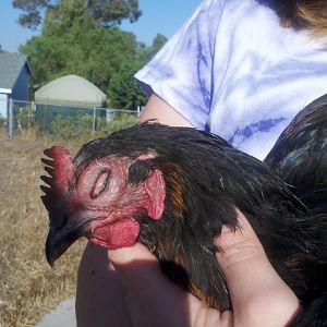 This is 1 of my laying hens. She got this about 3 weeks ago. This is her only symtom now. The 1st week she had trippy eyes and noes. I have done research but I have no idea what this is