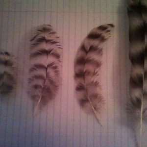 Marans Feather Barring
