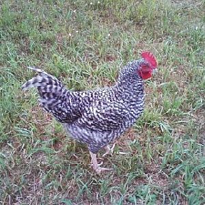 My littlle boy Blue - a Mcmurry mystery chic that turned out to be a Marans that was one of the sweetest, well-behaved roo I've ever owned.  I miss ya Blue boy!