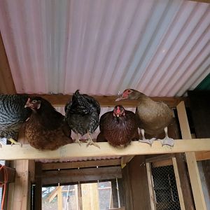 Dominiques, Buckeyes, and Floozie the Muscovy.  They have a large roost area but for some reason this is beam is prime real estate.  Only 2 Buckeyes ever use the roost.