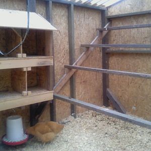 New roosts built, 7.31.12. They really love them.
18 weeks.