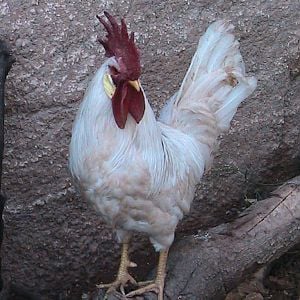 "Soso" the 11 month leghorn rooster