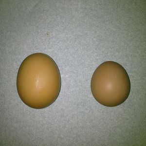 Our first egg today! The one on the right is ours the one on the left is from the grocer. Not sure who it came from!