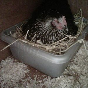 Daisy sitting on her eggs