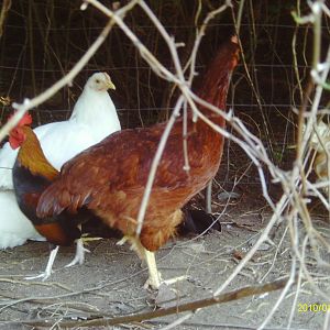 H2O, Rhode island red, pep,Japaneses bantam, and the two white leg horns