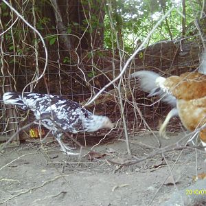 Oreo, Easter egger bantam