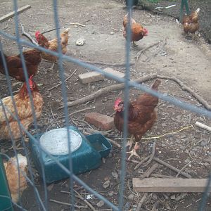 H2O, Rhode island red and peasants