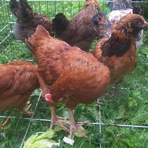 chip, cooper, skittles, Destroyer, mo, Easter eggers, and pokey, a Rode island red