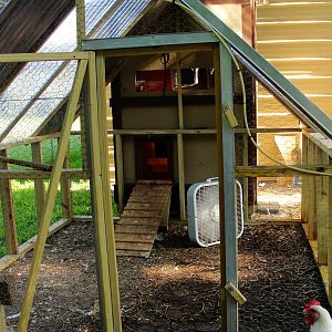 looking into the run towards the ramp and coop..that green hose is a mister hose to help with the texas heat (they take the temperature in the summer from the regular 100 deg. to around 85 within the 3-4 foot radius)  and the chickens are misted throughout the day since its summer and im out of school. yes, our chickens are spoiled. lol.
you can see the right side of the pen is wet and the Cornish rocks love to lay in the wet dirt, they are always dirty.