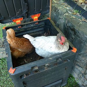 I forgot to close the lid of the fertilizer bin and of course, the chickens were straight into it.
