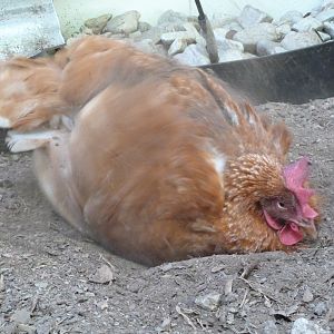 Jen taking a dust bath.
