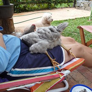 Pepper chilling on Mum's lap.