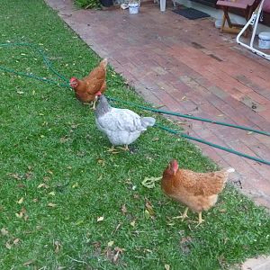 From top to bottom: Jen, Pepper and Jenny. Having a feed of Paw Paw.