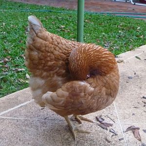 Jenny preening after a dust bath.
