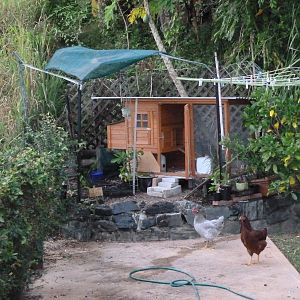 Back in 2011, the coop was just put up and Pepper and the late Tracey (Rhode Isalnd Red who died of impacted crop) standing out in front. Pepper and Tracey were the left overs of my first batch(4) of chickens which I raised from two-weeks old. One died of a mysterious lump and the other was a rooster.