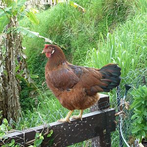 I had to clip Tracey and Pepper's wings so they couldn't jump over the gate but I allowed Tracey to stay on the fence.