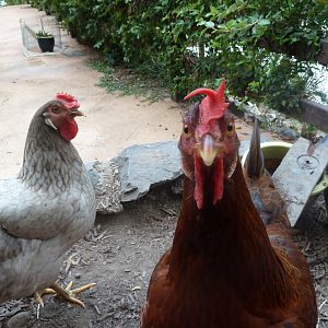 Pepper and Tracey scratching around in front of the coop