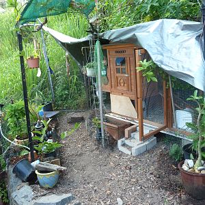 The coop at the start of 2011. At the base of each metal peg we planted a passion-fruit vine which we were hoping would cover the top.