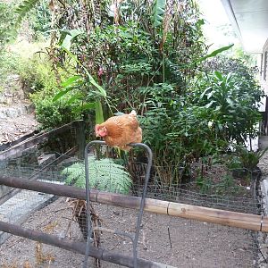 I bought Jenny a New Hampshire Red from a small shed farm in Cairns. Despite the tip of her beak missing, she is a beautiful chicken with a tendency of finding escape routes. She managed to fly-up onto the lawnmower and over the fence.