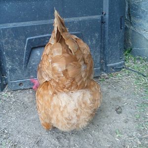 Jenny scratching near the fertilizer bin.
