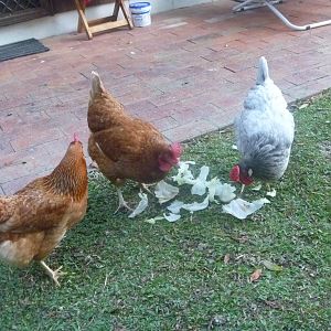 Pepper and the flock