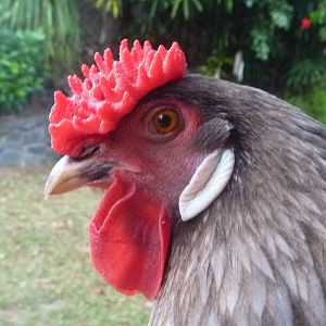 Pepper