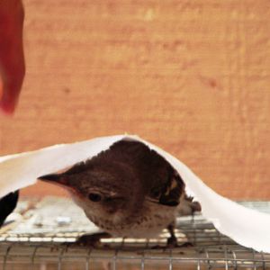 My old pet mockingbird we nursed back to health :)