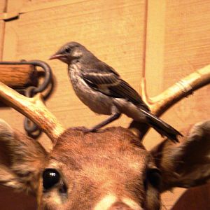 Mockery --- my pet mockingbird learning to fly around, he decided a deer head mount was appropriate lol