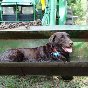 Dozer enjoying the water in the tractor to cool off!