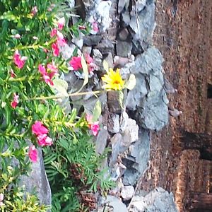 3 doves hanging out on the rocks in the backyard :), oh & thats the garden whitey's always getting in!