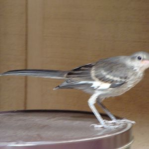 Mockery almost full grown!, let him go eventually!