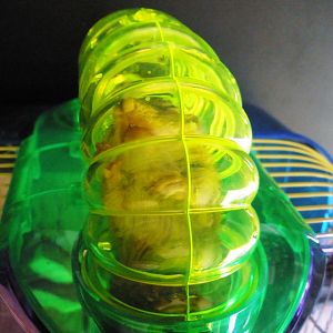 Baby chipmunk sleepin in her tube!