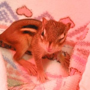 Baby Chippy, when my husband found her outside our walk in a lil puddle almost frozen to death