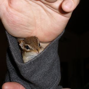 Chippy in my sleeve!