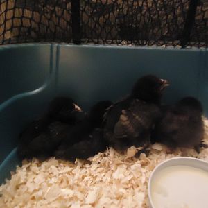 Brown red d'Uccle chicks.