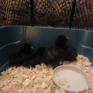 Brown red d'Uccle chicks.