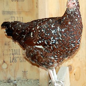 Speckled Sussex "Cosette"