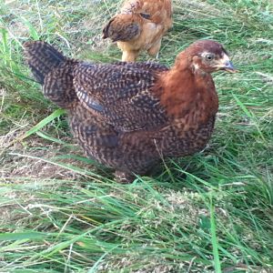 Dee - Partridge Chantecler