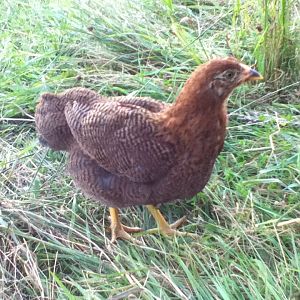 Laura - Partridge Chantecler