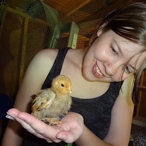 my daughter with one of our 2 week old Mille Fleur d'uccle chicks