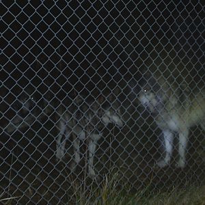 Some wolves my friend and I went to go see at this one place. I do believe that those two are Matsi and Kita, but I can't see them too well.